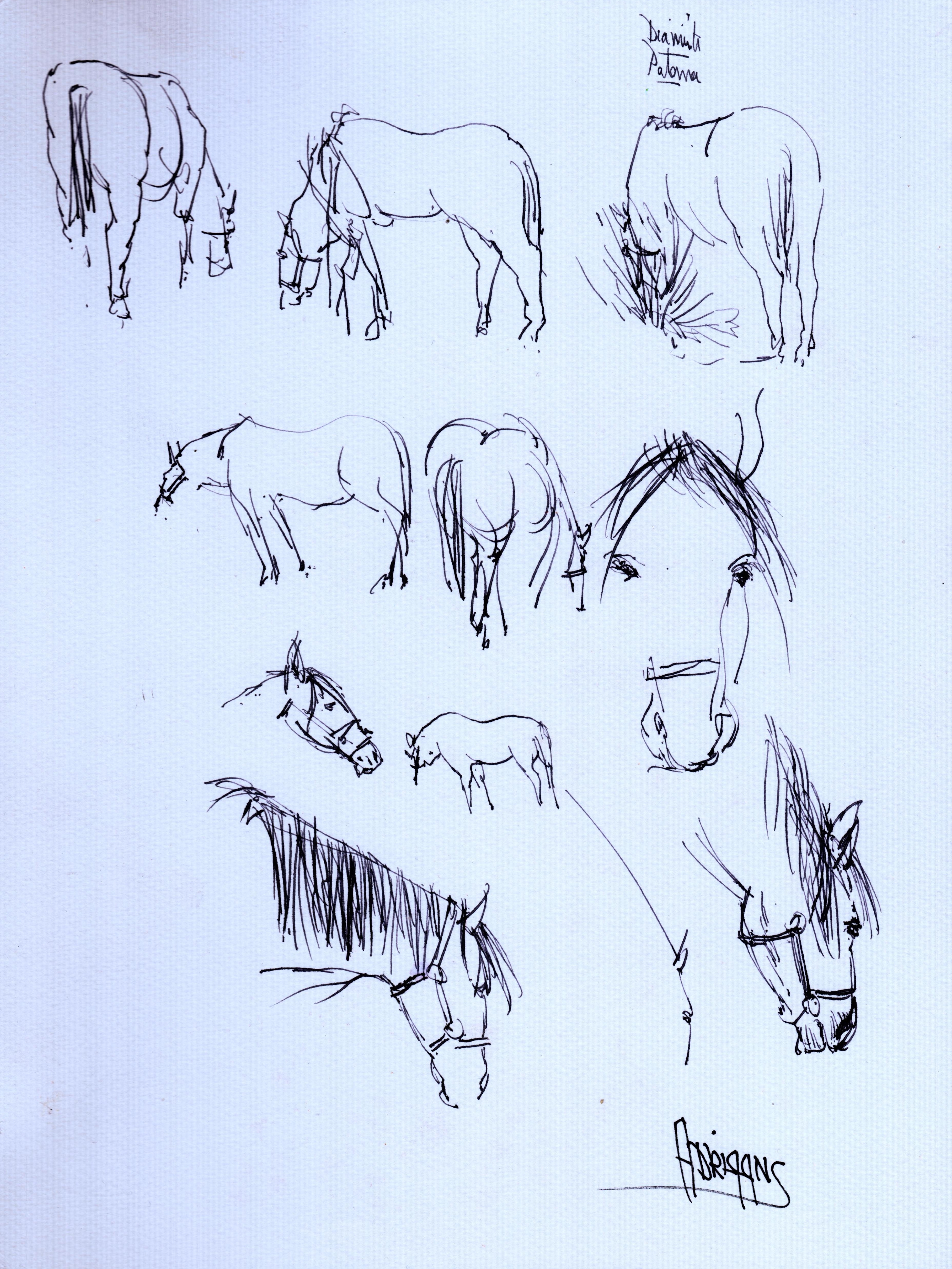 My neighbour José always has some horses that travel from meadow to meadow. One morning I made some sketches.
