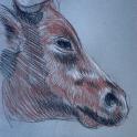 Head of a Ramo Grande bull