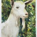 Study of Goat